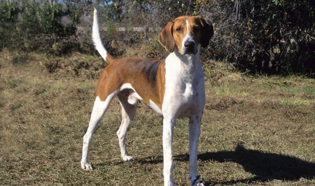 Top,Hunting,Dog,Breeds