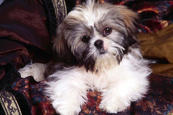 Top,Benefits,Shih Tzu,Dog