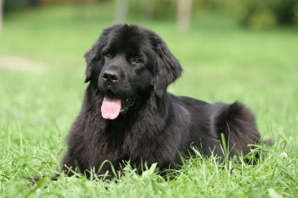 Top,Strongest,dog,Breeds,World