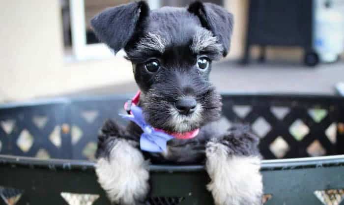 Facts,About,Miniature,Schnauzer,Dog,Breed