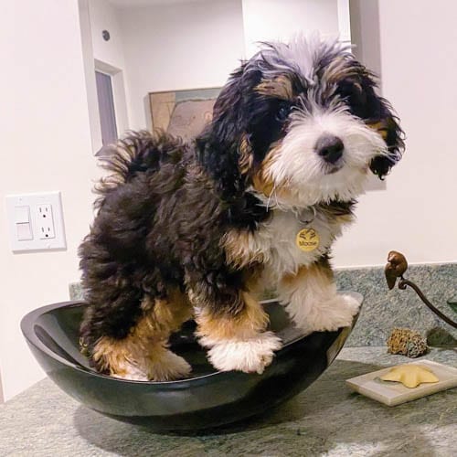 Adopt,Bernedoodle,Puppies