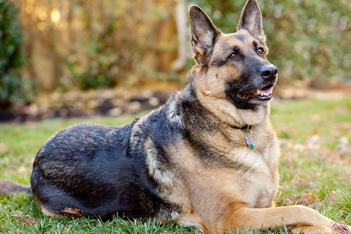 Top,Strongest,dog,Breeds,World
