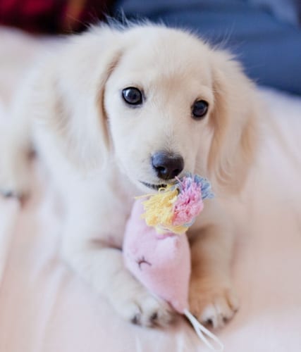 New,Puppy,Checklist,Things,Must Do