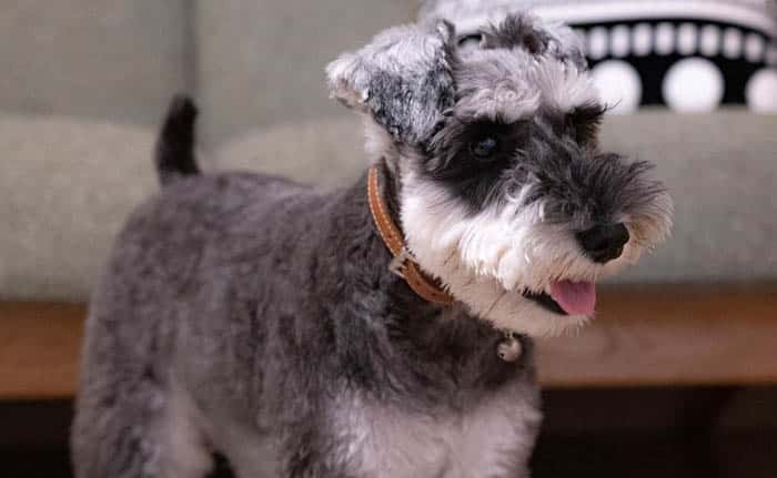 Facts,About,Miniature,Schnauzer,Dog,Breed