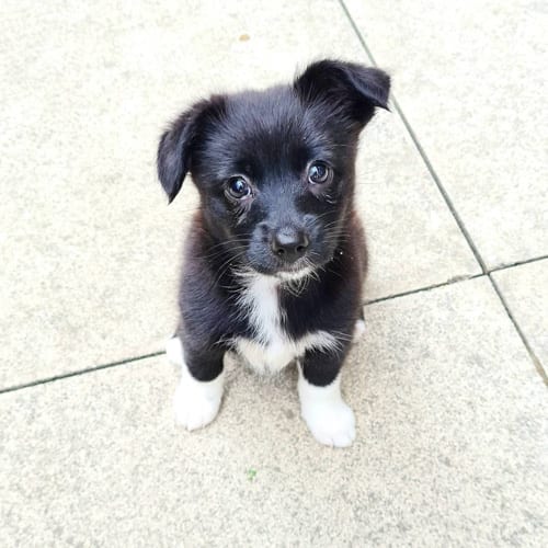 Facts,About,Cocker,Spaniel,Pomeranian,Mix,Cockeranian,Cocker Spaniel