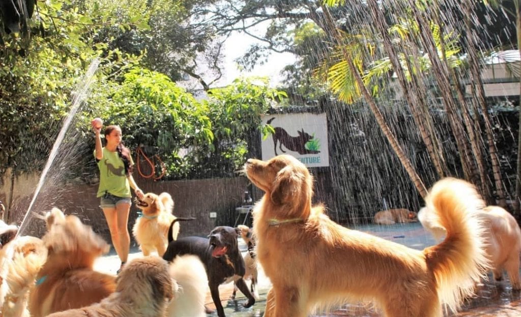 Dog,Obedience,Training,Commands,Teach,Your