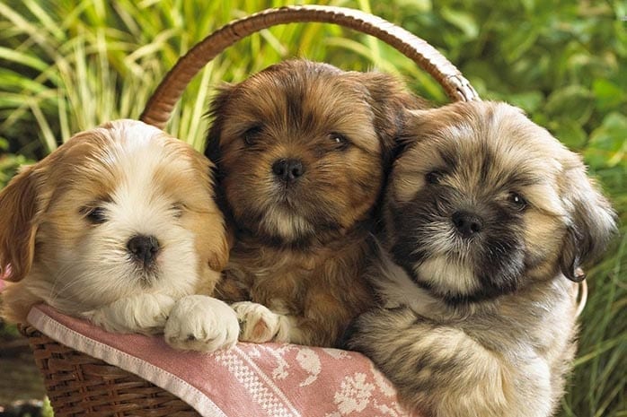 Top,Benefits,Shih Tzu,Dog