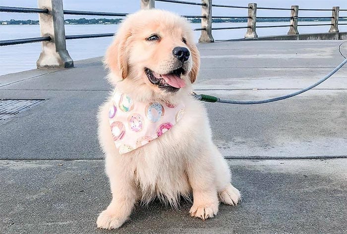 Dogs,Wins,Our,Heart