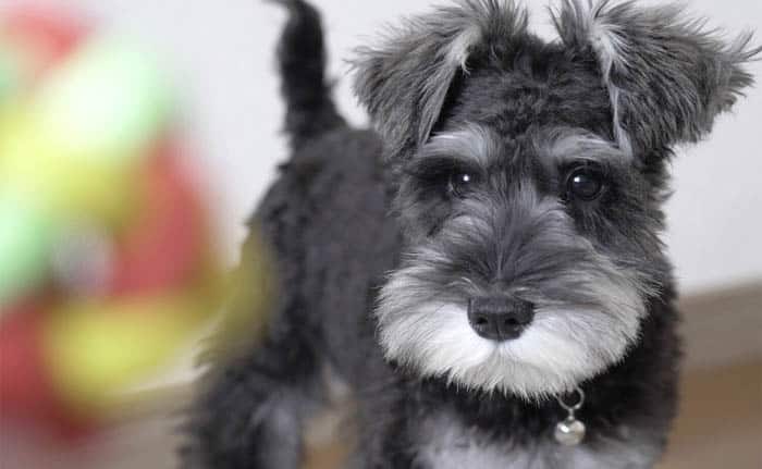 Facts,About,Miniature,Schnauzer,Dog,Breed