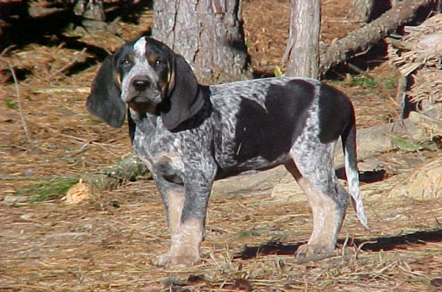 Top,Hunting,Dog,Breeds