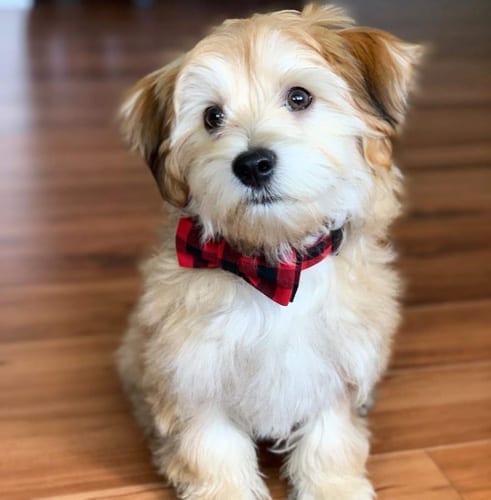 Common,Dog,Behavioral,Problems,Solutions
