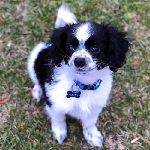 Facts,About,Cocker,Spaniel,Pomeranian,Mix,Cockeranian,Cocker Spaniel