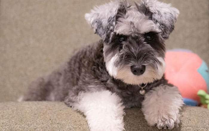 Facts,About,Miniature,Schnauzer,Dog,Breed