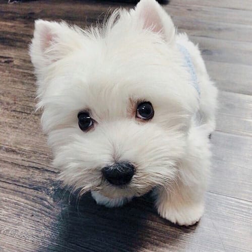 New,Puppy,Checklist,Things,Must Do