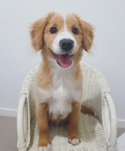 Facts,About,Cocker,Spaniel,Pomeranian,Mix,Cockeranian,Cocker Spaniel