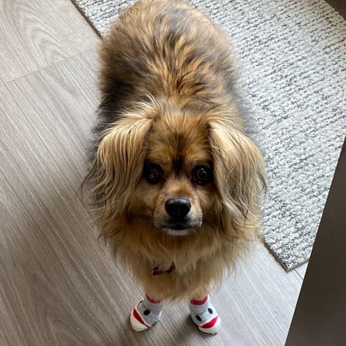 Facts,About,Cocker,Spaniel,Pomeranian,Mix,Cockeranian,Cocker Spaniel