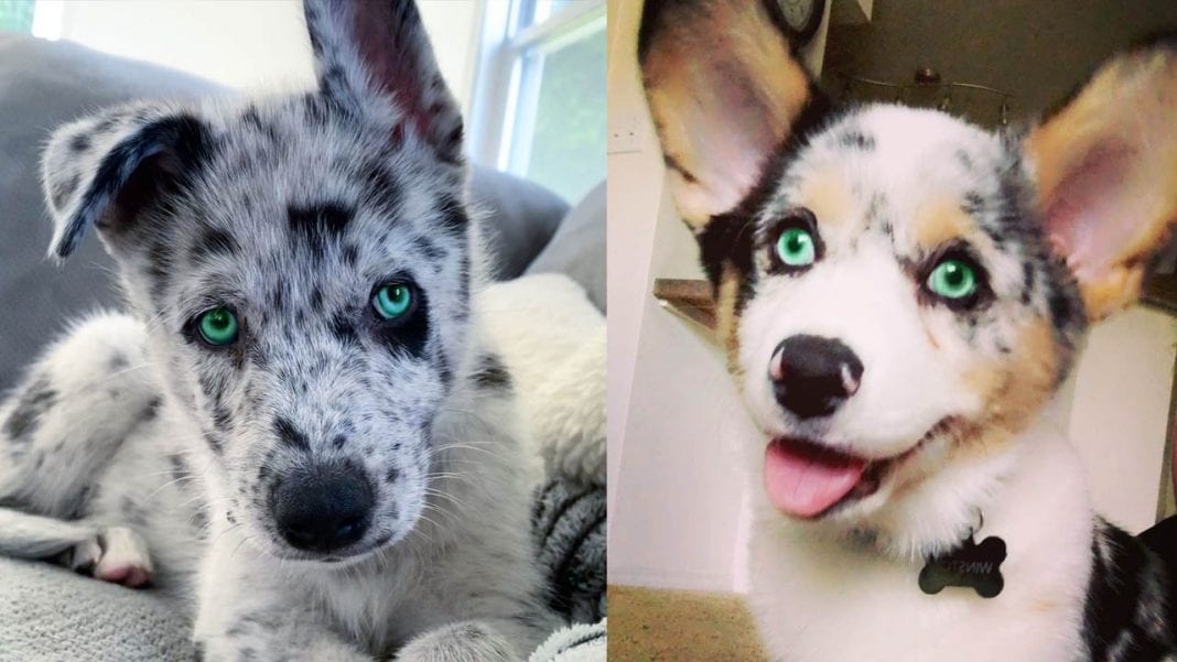 What Is The Rarest Dog Eye Color