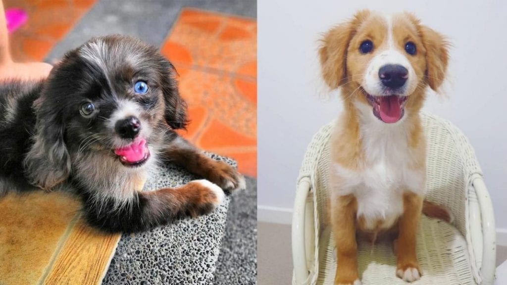 Facts About Cocker Spaniel Pomeranian Mix | Cockeranian