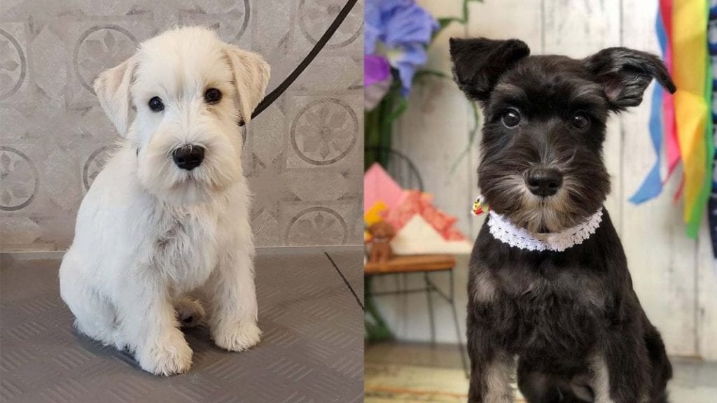 Facts About Miniature Schnauzer Dog Breed