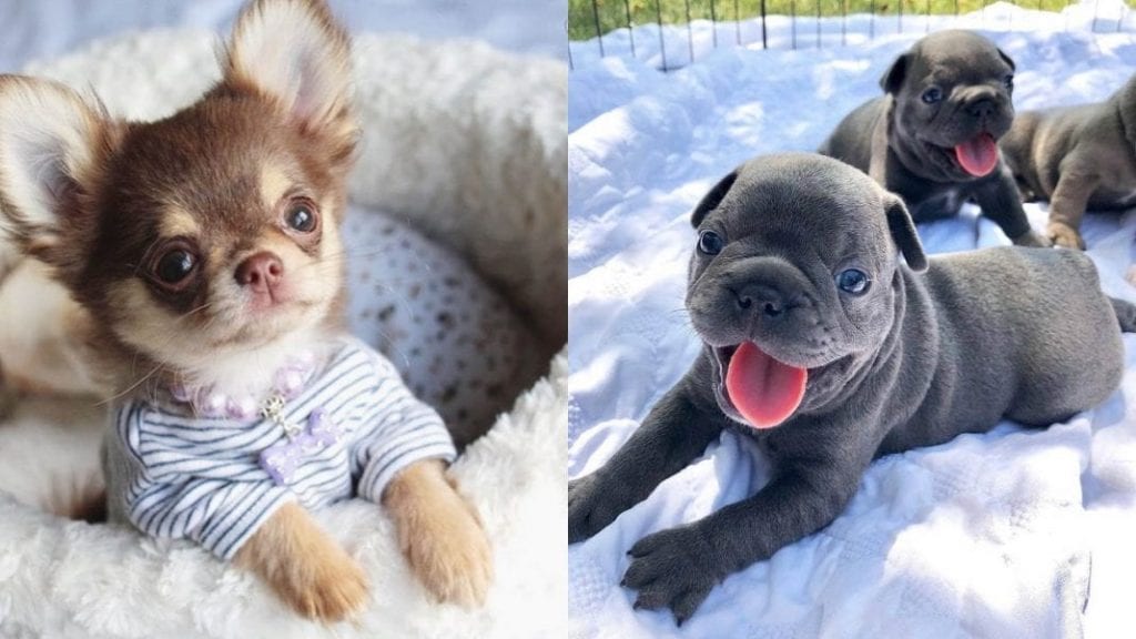 Top 10 Cutest Small Dog Breeds