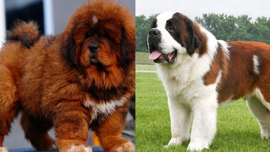 Top 10 Strongest dog Breeds in the World