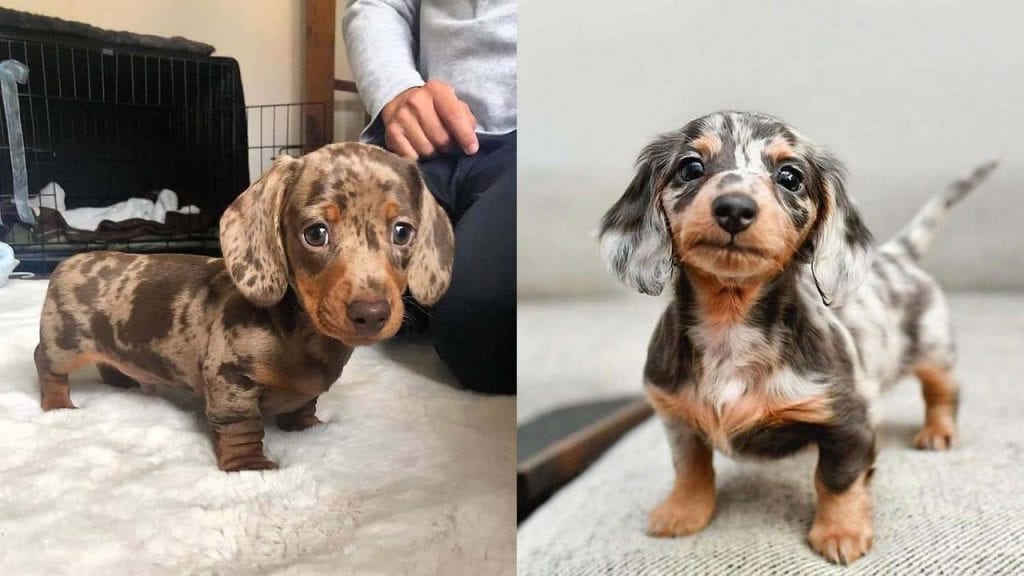 Where to Adopt Dachshunds Puppies