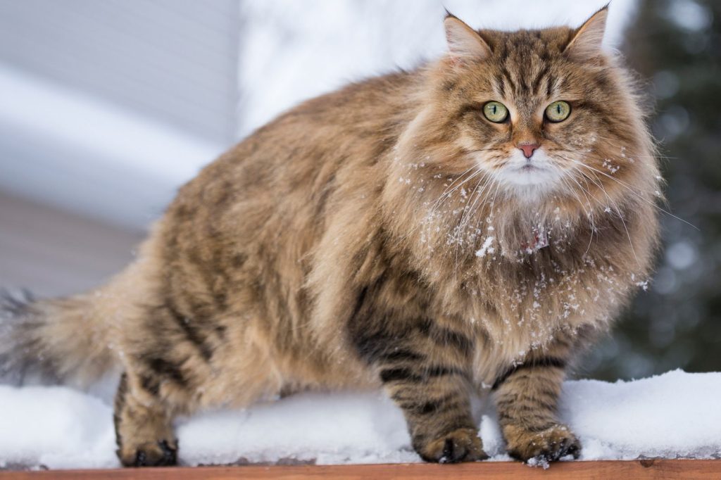 Siberian Cat